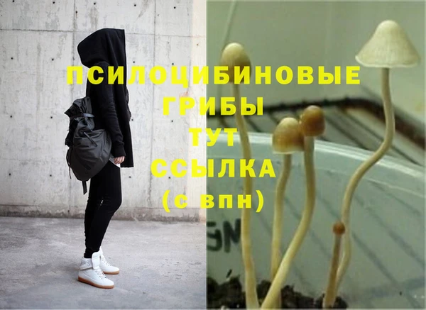 шишки Верея